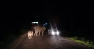 கர்நாடக யானை பலி.... தமிழக லாரி ஓட்டுனர் கைது....