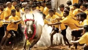 Jallikattu bulls are raised like children - Tamil Nadu Govt