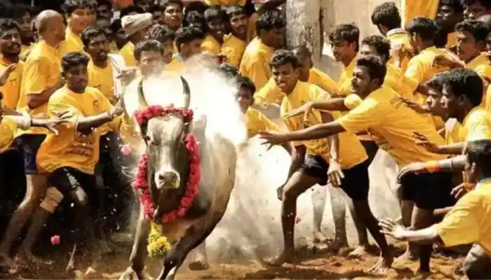 ஜல்லிக்கட்டு
