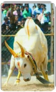 நீதிபதிகள் தமிழக அரசுக்கு சரமாரி கேள்வி,15 மீட்டர் தூரத்திற்க்குள் காளைகள் தழுவப்பட வேண்டும் என கூறுகிறீர்கள்.