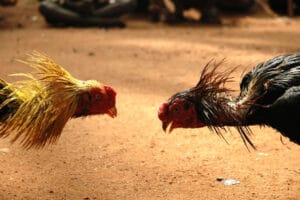 சேவல் சண்டை